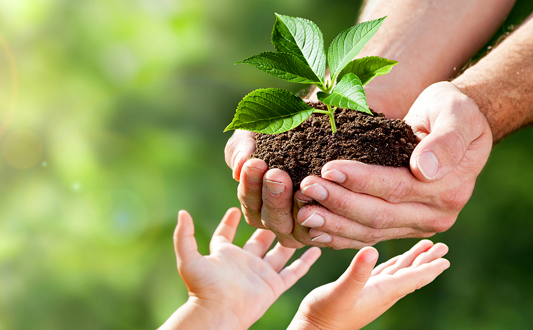 child's hands receiving plant, Business process services: Life and wealth | DXC Technology Customer Story