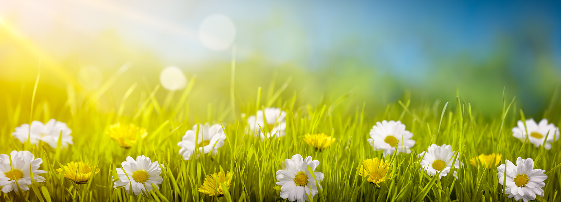 flowers in the field, Assure suite for life and wealth | DXC Technology