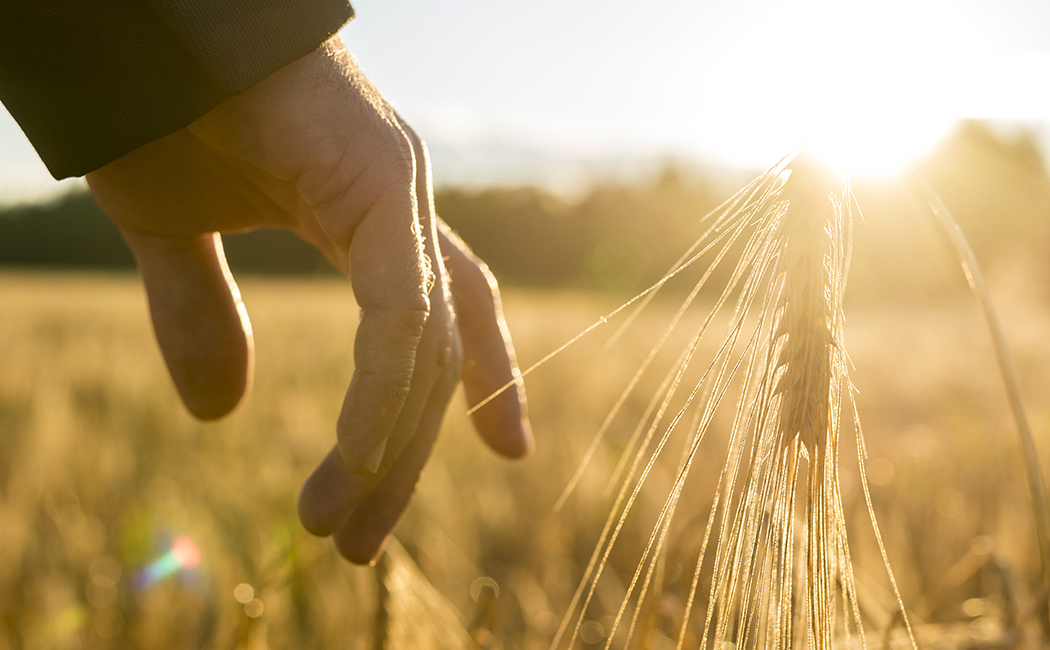 hand in field of wheat, heritage software offerings, Assure suite for life and wealth | DXC Technology
